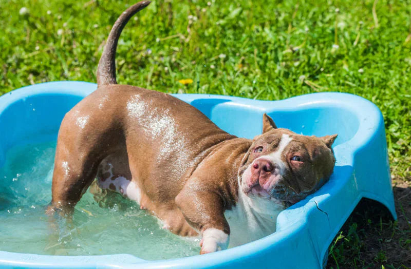 Hvordan ta vare på hunden i sommervarmen?
