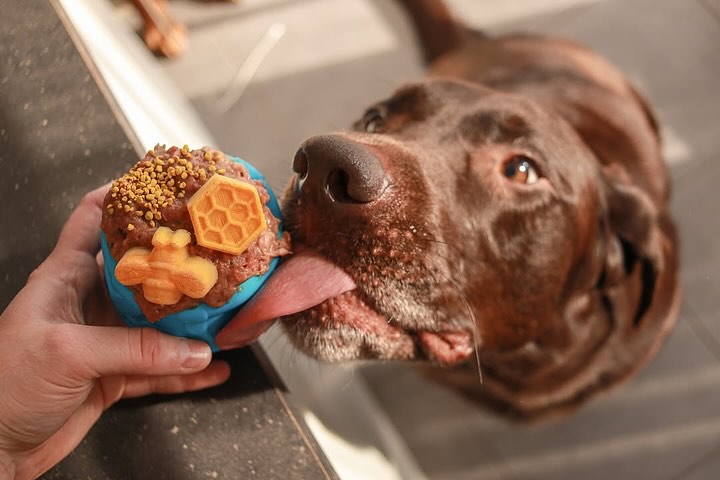 Hvordan aktivisere hunden din inne?