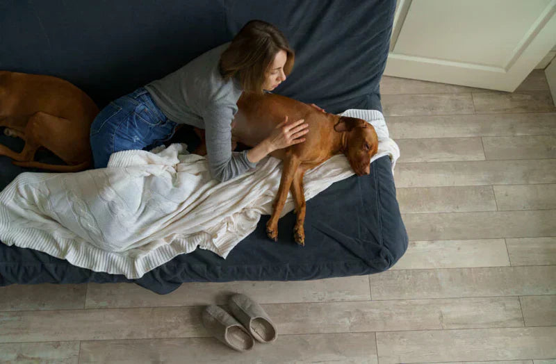 Irritert mage hos hund – når hunden har vondt i magen