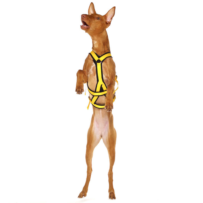 Y-sele SMALL DOBBEL