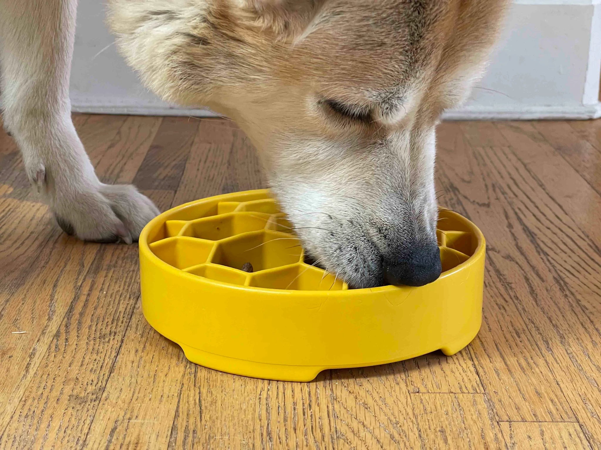 HONEYCOMB DESIGN EBOWL ENRICHMENT SLOW FEEDER matskål